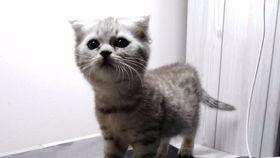 吃瓜娱乐喵,揭秘娱乐圈那些事儿